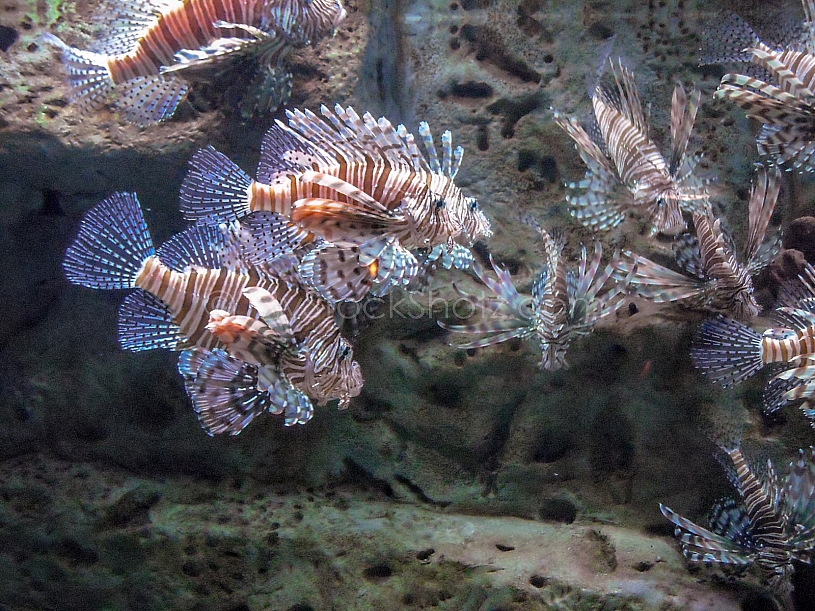 Sea Life - View into an Aquarium