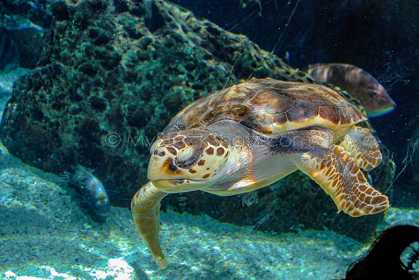 Sea Life - View into an Aquarium