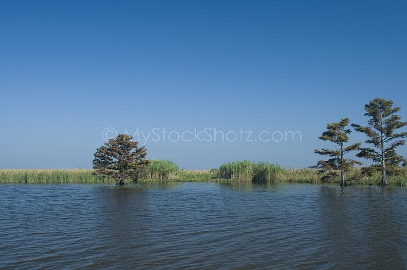 Airboat in Mobile Delta